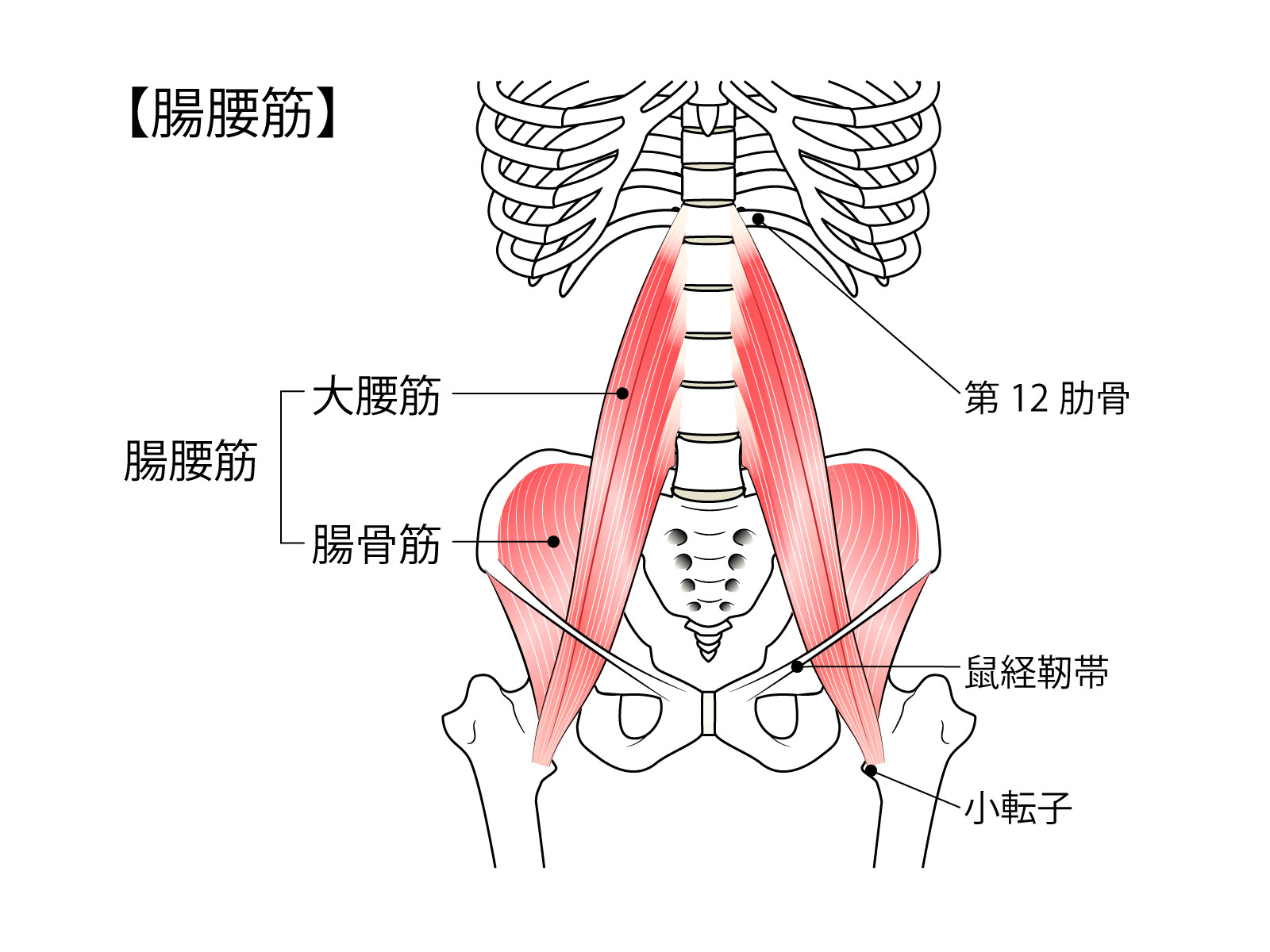 腰と骨盤の筋肉