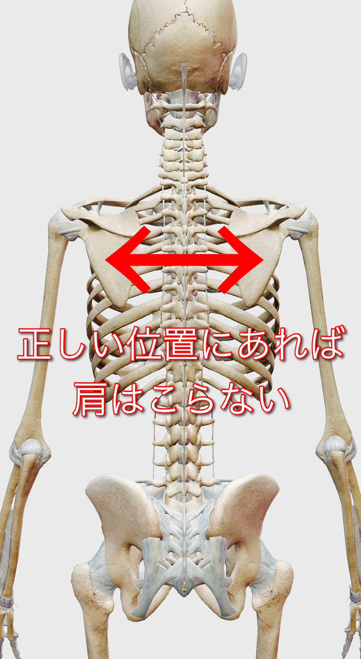 肩甲骨の位置