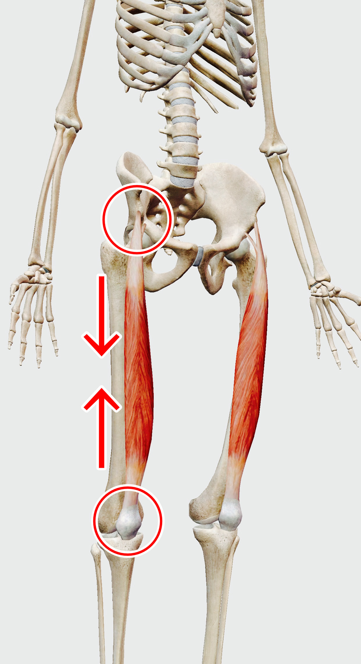 大腿直筋の作用